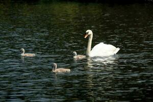 A view of a Mute Swan photo