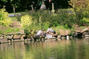 A view of a Greylag Goose photo