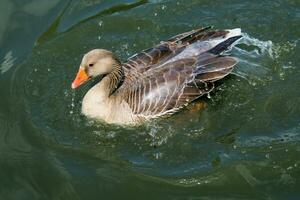 A view of a Greylag Goose photo