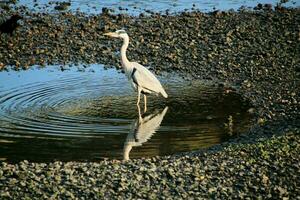 A view of a Grey Heron photo