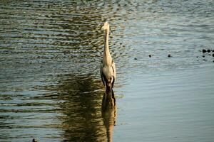 A view of a Grey Heron photo