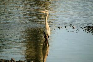 A view of a Grey Heron photo