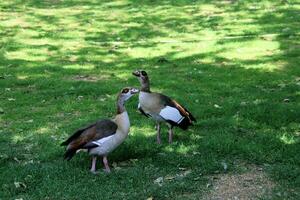 A view of an Egyptian Goose in London photo