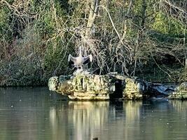 A view of a Pelican in London photo