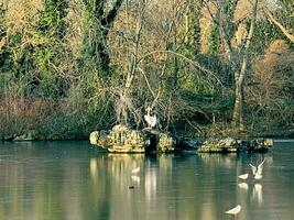 A view of a Pelican in London photo