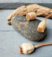 Poppies head on gray wood table. photo