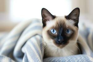 AI generated Siamese cat with blue eyes sitting on blanket photo