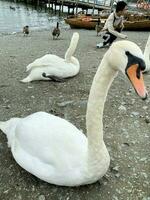 una vista de un cisne mudo foto