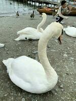 A view of a Mute Swan photo