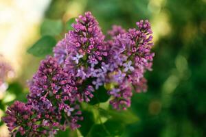 Beautiful purple lilac at sprintime on a blurry background, syringa vulgaris photo