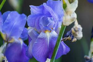 Beautiful blue and purple iris flower at spring and summertime photo