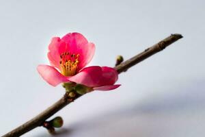 Pink japanese quince blossom and branch, chaenomeles japonica, malus floribunda photo