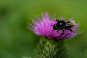 Milk thistle close up with insect, silybum marianum, cardus photo