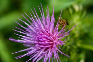 Milk thistle close up with insect, silybum marianum, cardus photo