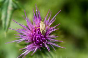 Milk thistle close up with insect, silybum marianum, cardus photo