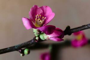 Pink japanese quince blossom and branch, chaenomeles japonica, malus floribunda photo