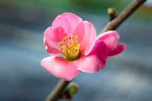 Pink japanese quince blossom and branch, chaenomeles japonica, malus floribunda photo