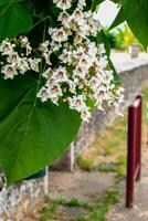 Catalpa tree with flowers and leaves, catalpa bignonioides, catalpa speciosa or cigar tree photo