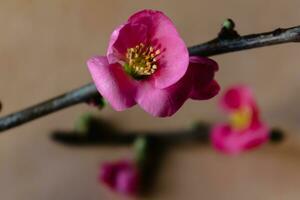 Pink japanese quince blossom and branch, chaenomeles japonica, malus floribunda photo