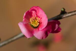 Pink japanese quince blossom and branch, chaenomeles japonica, malus floribunda photo