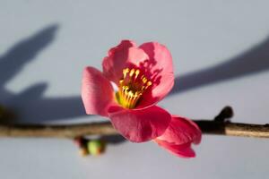 Pink japanese quince blossom and branch, chaenomeles japonica, malus floribunda photo