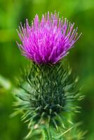 Milk thistle close up, for background, concept and illustration, silybum marianum, cardus photo