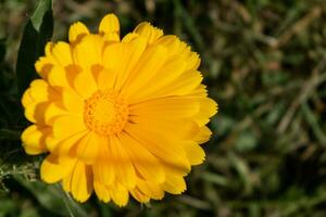 hermosa amarillo caléndula officinalis flor cerca arriba en un jardín en un verde antecedentes foto