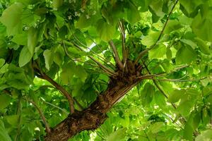 catalpa árbol con hojas, catalpa bignonioides, catalpa speciosa o cigarro árbol foto
