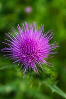 Milk thistle close up, for background, concept and illustration, silybum marianum, cardus photo