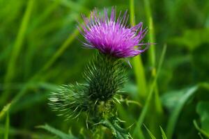 Milk thistle close up, for background, concept and illustration, silybum marianum, cardus photo