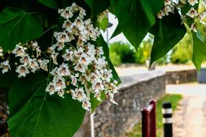 Catalpa tree with flowers and leaves, catalpa bignonioides, catalpa speciosa or cigar tree photo