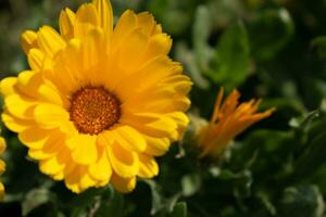 Beautiful yellow calendula officinalis flower close up in a garden on a green background photo