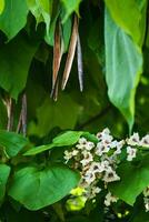 catalpa árbol con flores y hojas, catalpa bignonioides, catalpa speciosa o cigarro árbol foto