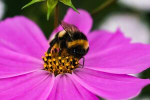 Bumblebee on a pink cosmos flower collecting pollen, bombus photo