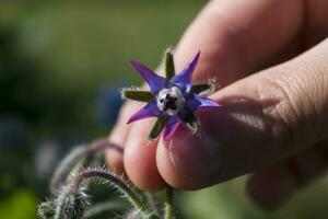 mano cosecha un borraja flor para cocinando, ensalada, rosquilla, sopa, herbario infusión. borago officinalis foto