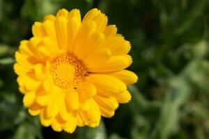 Beautiful yellow calendula officinalis flower close up in a garden on a green background photo