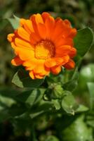 Beautiful orange calendula officinalis flower close up in a garden on a green background photo