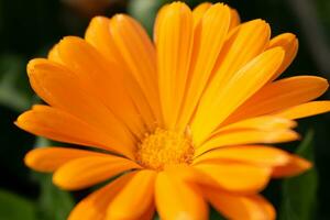Beautiful orange calendula officinalis flower close up in a garden on a green background photo