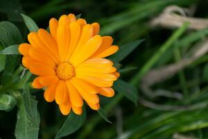 Beautiful orange calendula officinalis flower close up in a garden on a green background photo