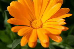 Beautiful orange calendula officinalis flower close up in a garden on a green background photo