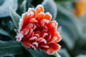 Beautiful frozen orange marigold in winter, morning early frost in countryside, calendula officinalis photo