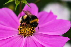 Bumblebee on a pink cosmos flower collecting pollen, bombus photo