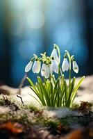 AI generated Snowdrop flower growing in snow in early spring forest. Spring flowers snowdrops symbolize the arrival of spring photo