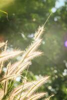 Grass flower field in the morning, Asian country, white grass flowers reflect yellow light in the morning photo