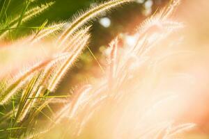 Grass flower field in the morning, Asian country, white grass flowers reflect yellow light in the morning photo