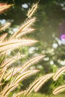 Grass flower field in the morning, Asian country, white grass flowers reflect yellow light in the morning photo