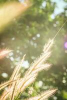 Grass flower field in the morning, Asian country, white grass flowers reflect yellow light in the morning photo