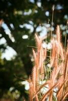 Grass flower field in the morning, Asian country, white grass flowers reflect yellow light in the morning photo