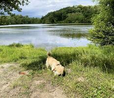 un ver de blake mero lago cerca ellesmere en Shropshire foto