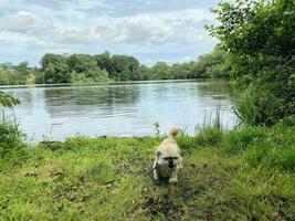 un ver de blake mero lago cerca ellesmere en Shropshire foto